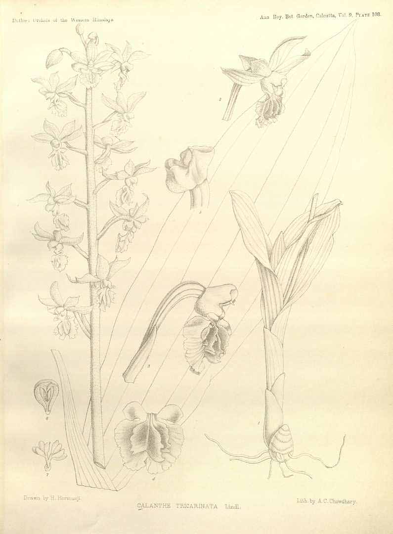no HD illustration available (3)