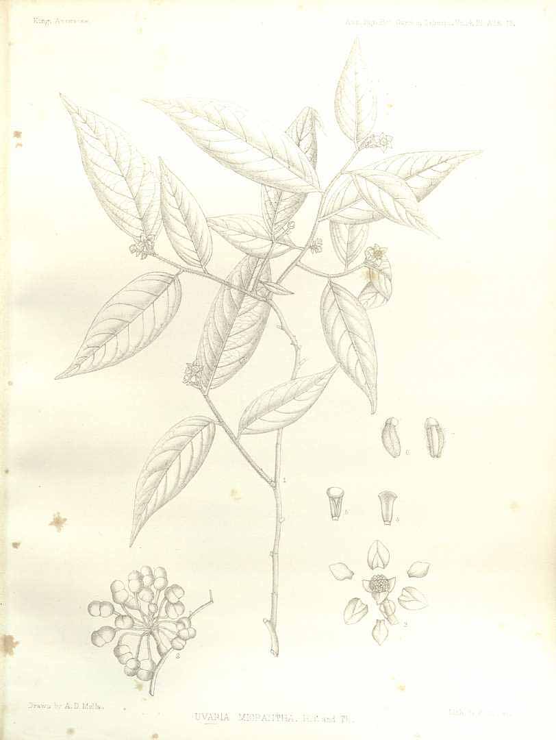 no HD illustration available (3)