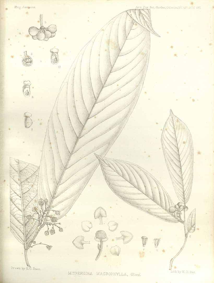 no HD illustration available (3)