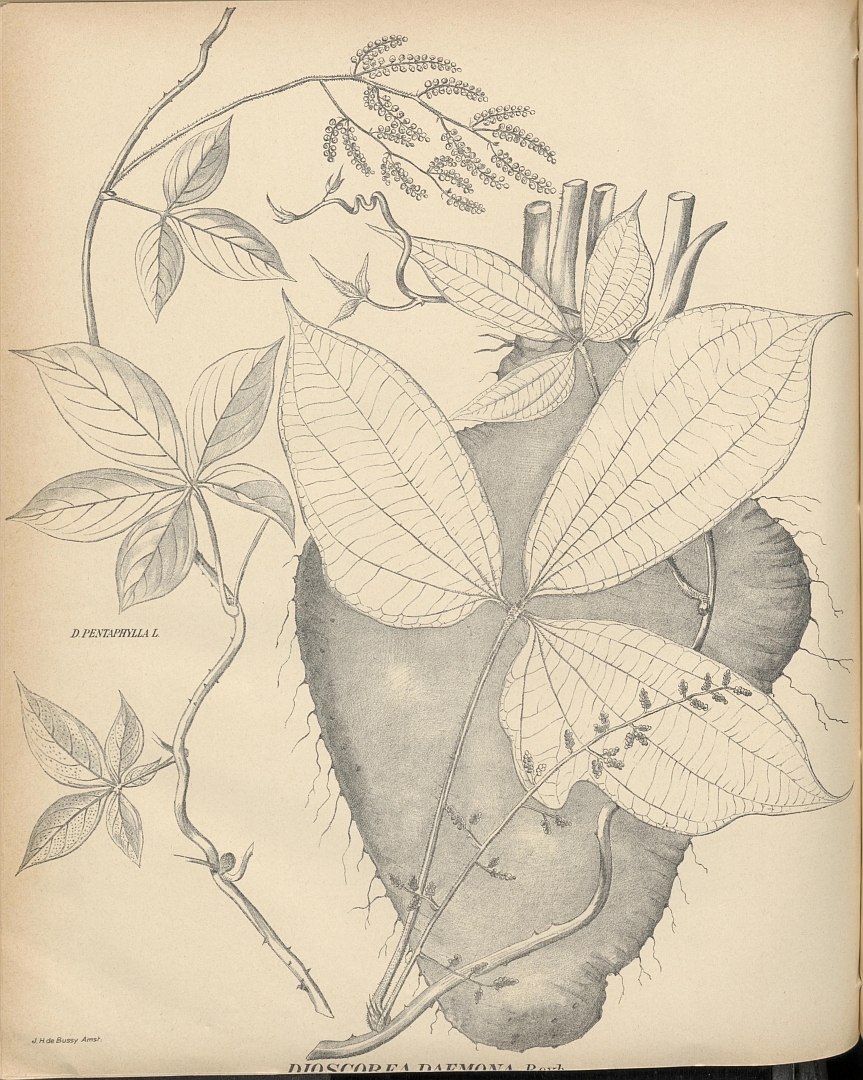 no HD illustration available (3)