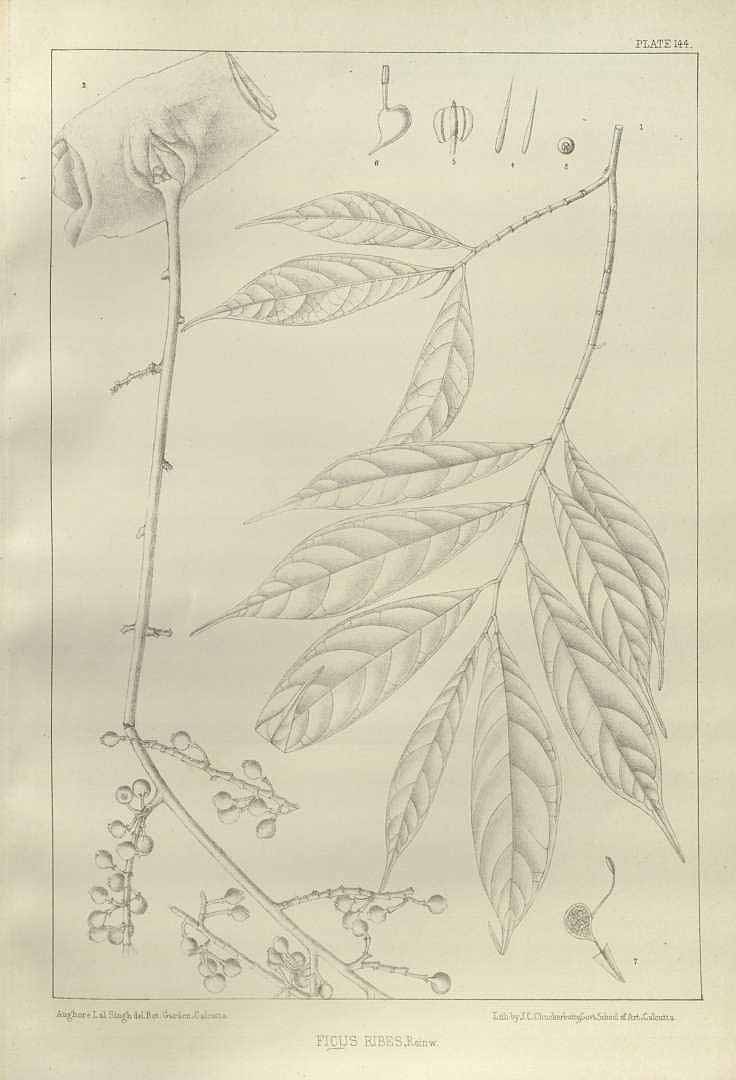 no HD illustration available (3)