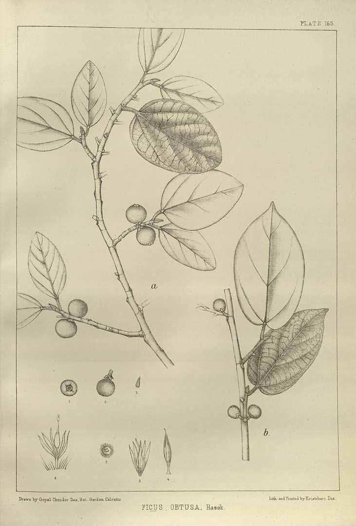 no HD illustration available (3)