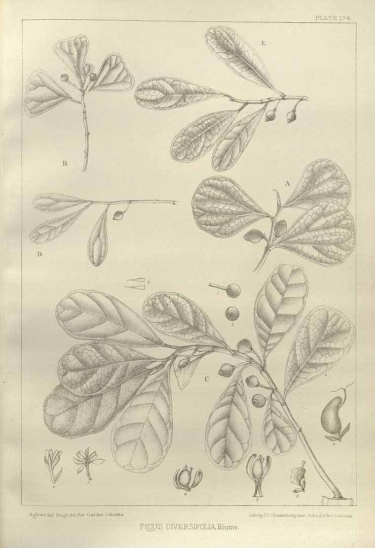 no HD illustration available (3)