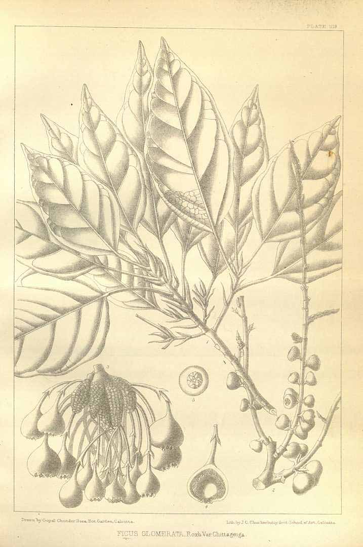 no HD illustration available (3)