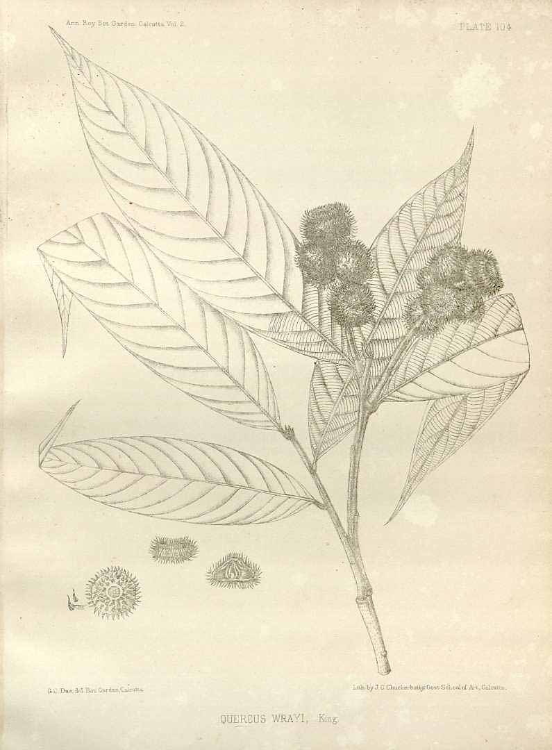 no HD illustration available (m1)
