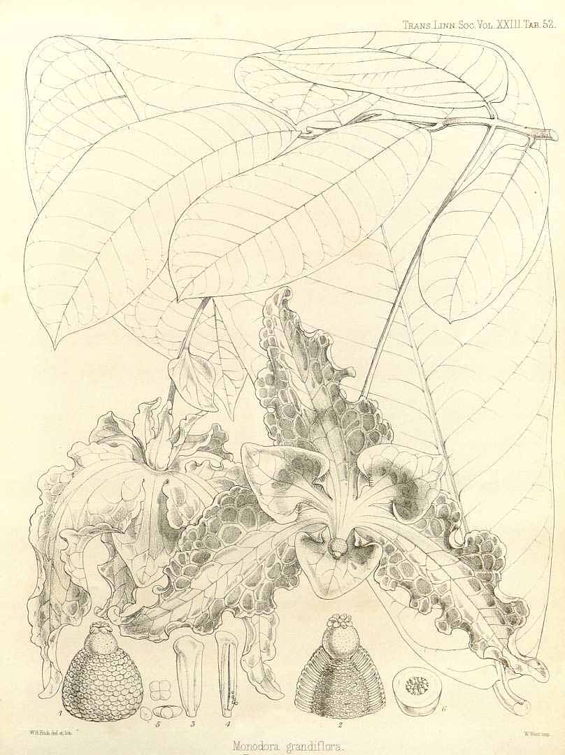 no HD illustration available (3)