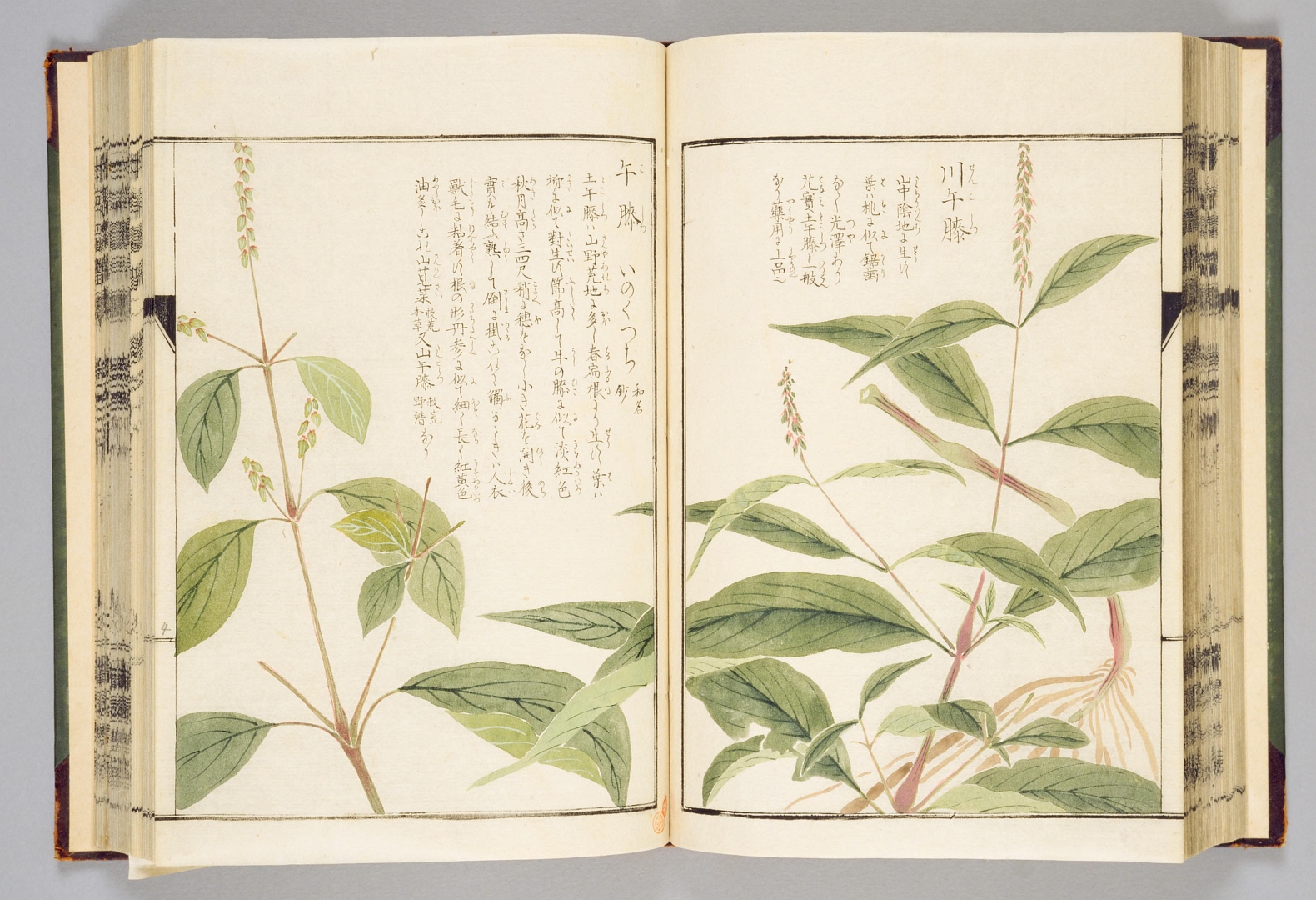 no HD illustration available (m2)