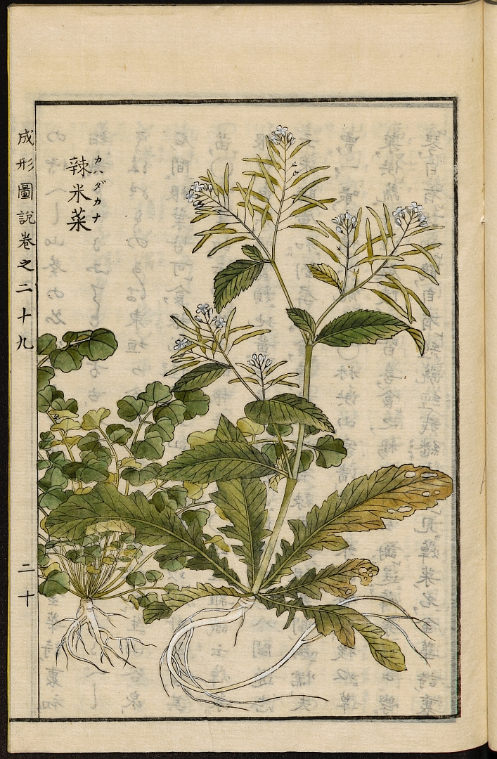 no HD illustration available (3)