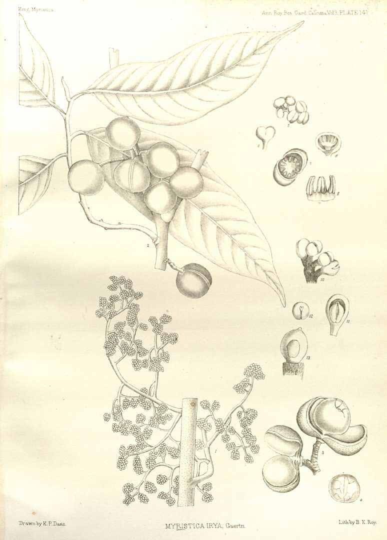 no HD illustration available (3)