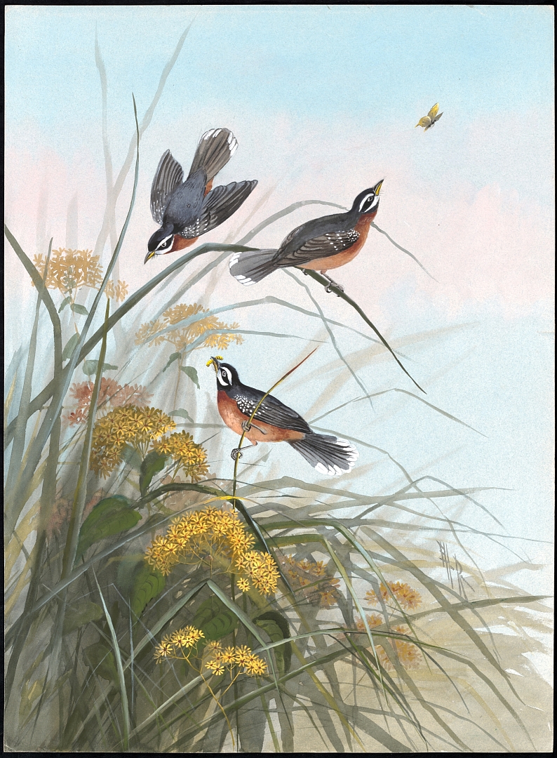 no HD illustration available (3)