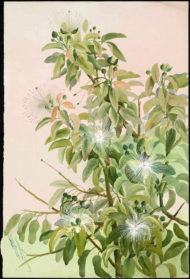 no HD illustration available (3)