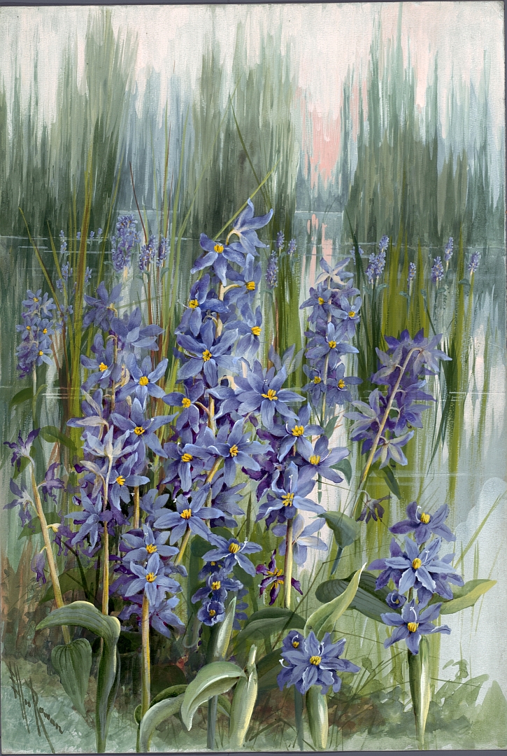 no HD illustration available (3)