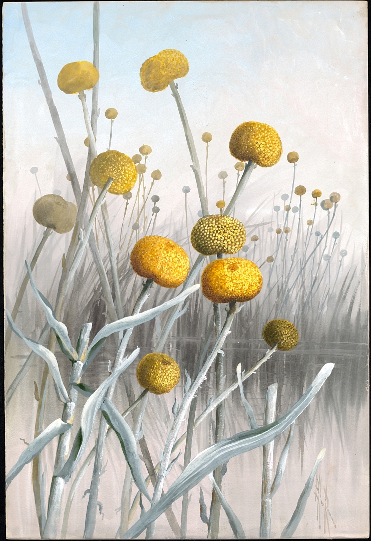 no HD illustration available (m1)