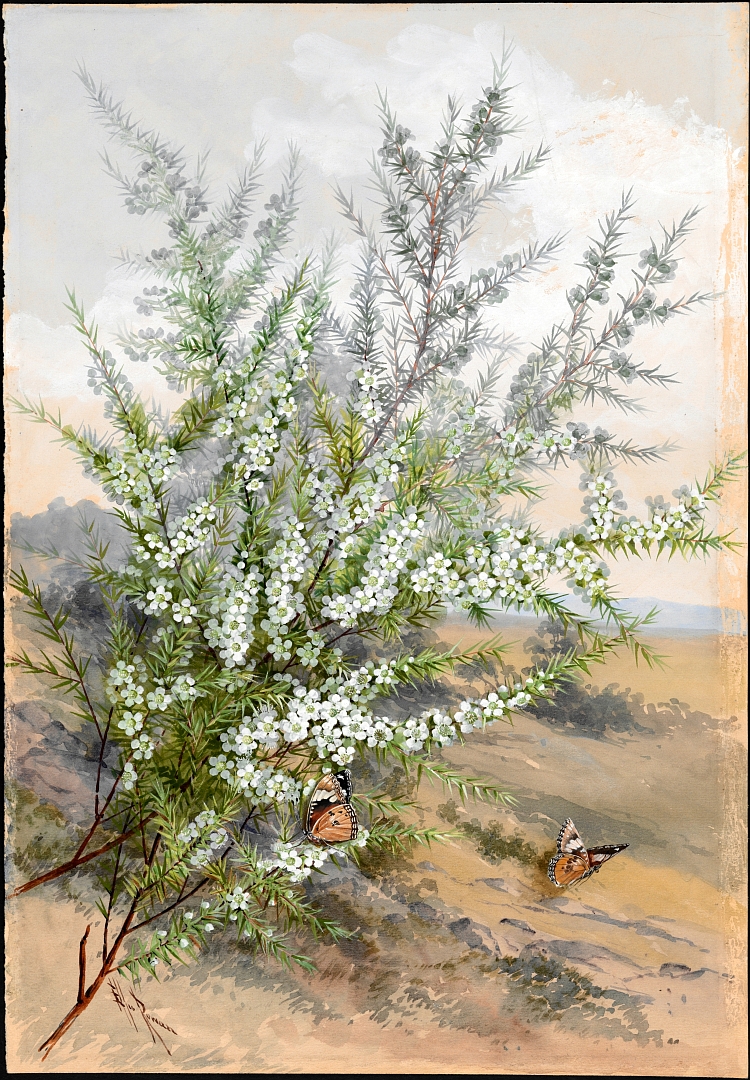 no HD illustration available (m1)