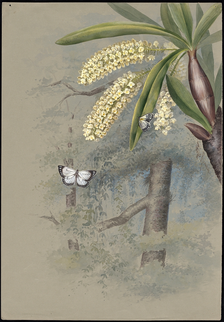 no HD illustration available (3)