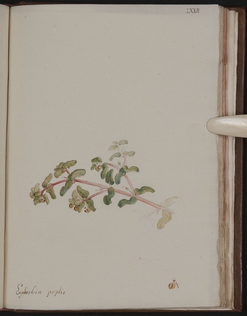 no HD illustration available (3)