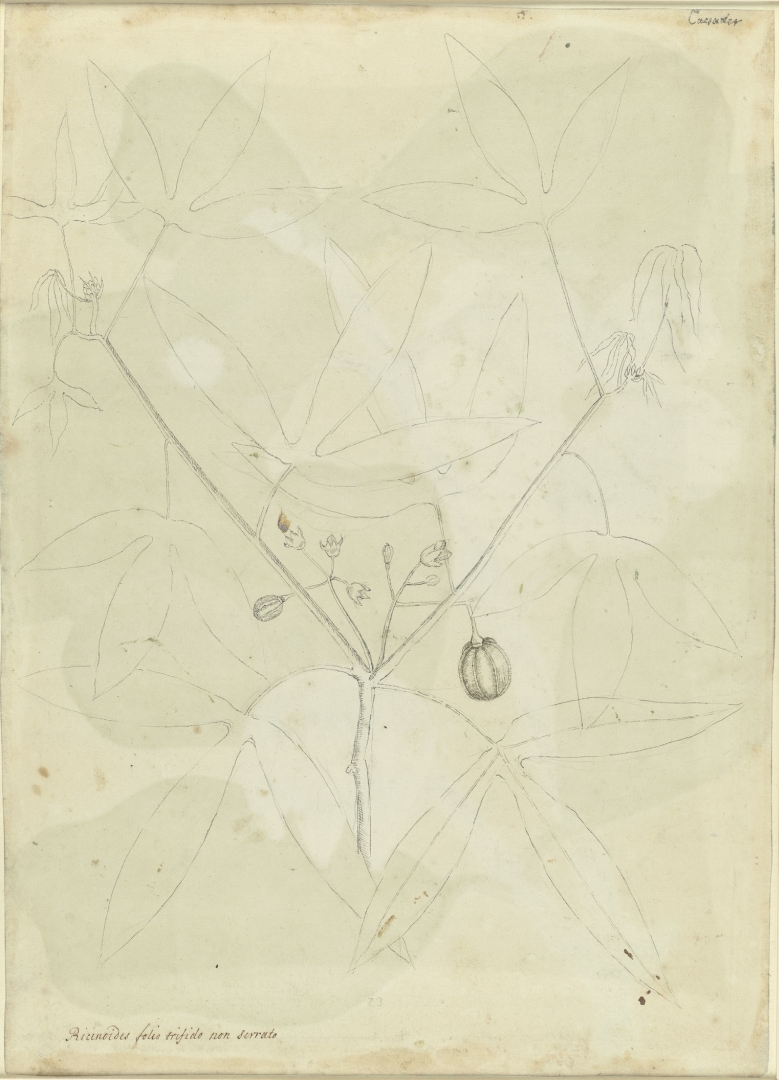 no HD illustration available (3)