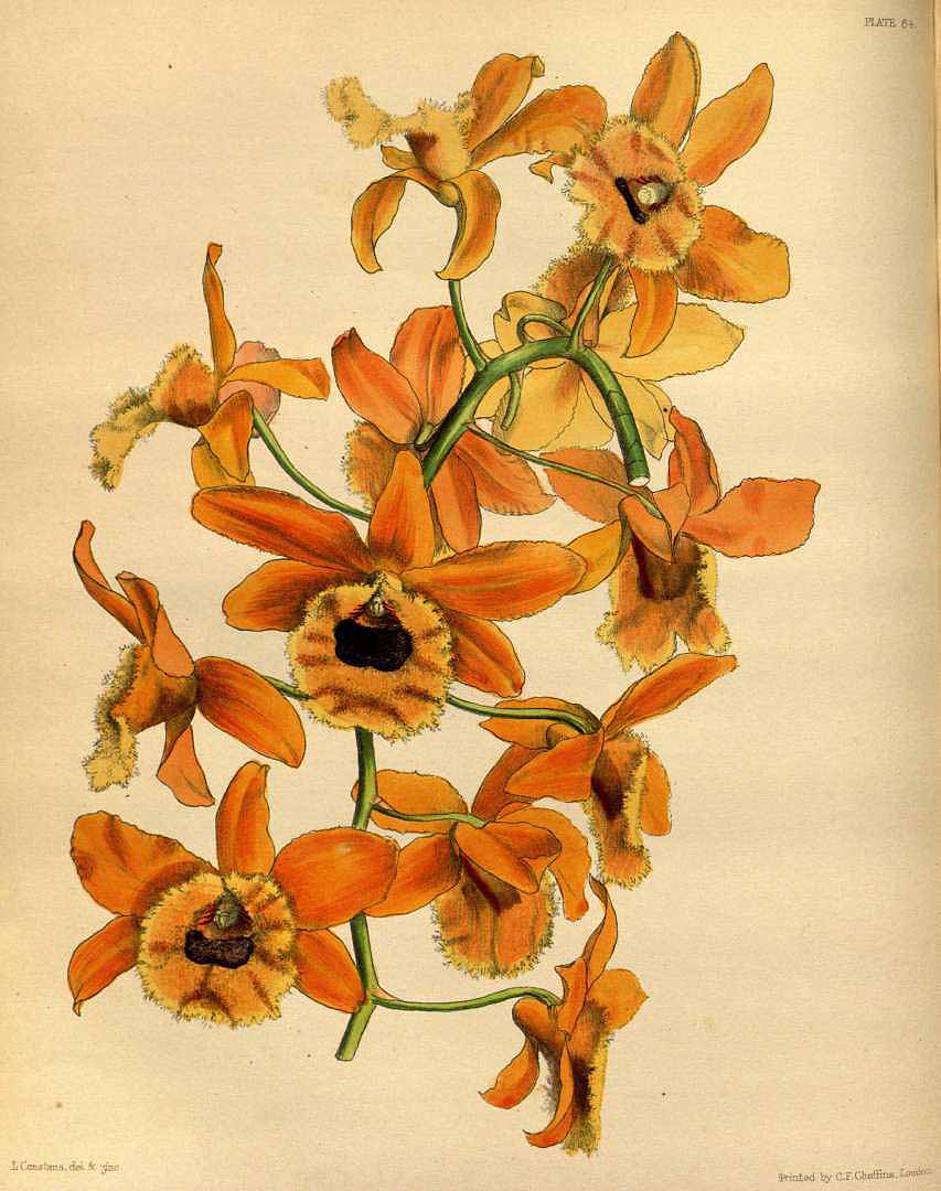 no HD illustration available (3)