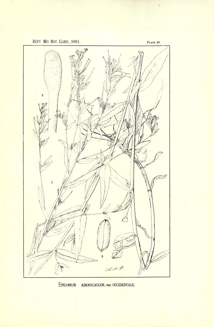 no HD illustration available (3)