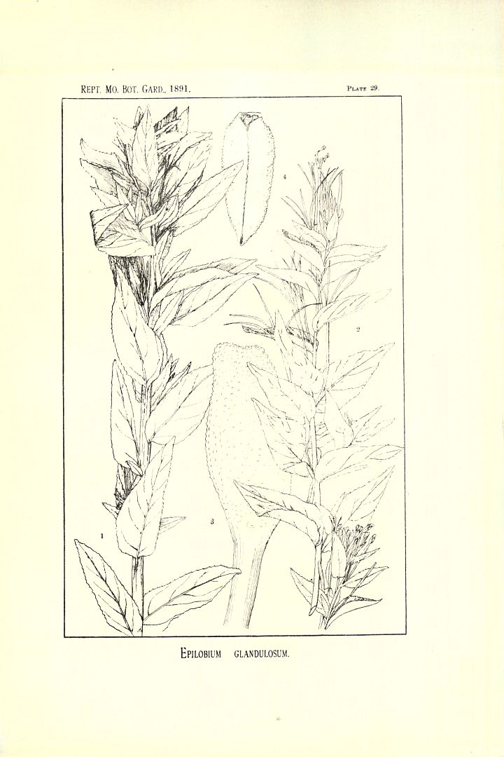no HD illustration available (3)