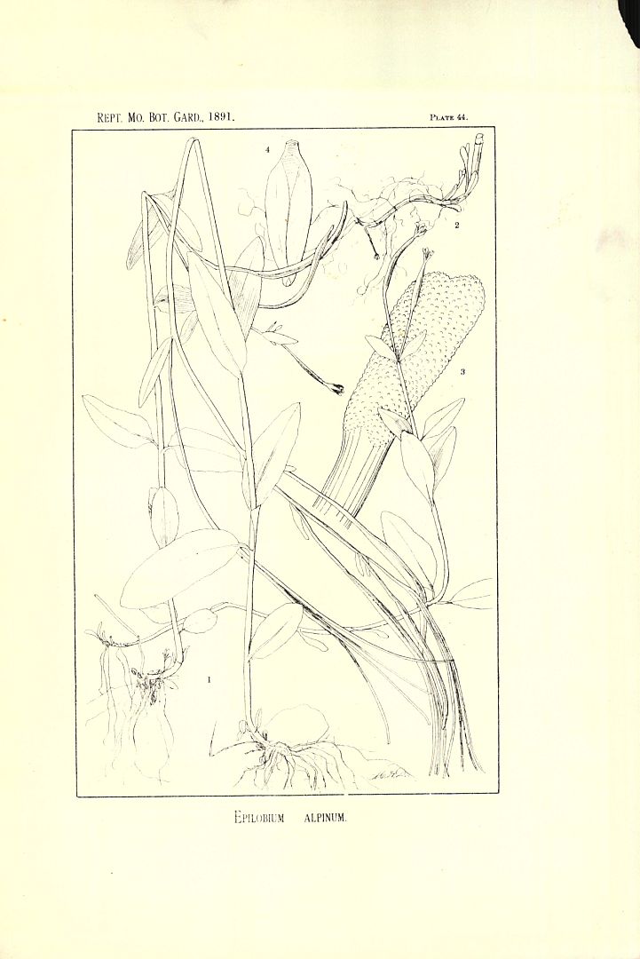 no HD illustration available (3)