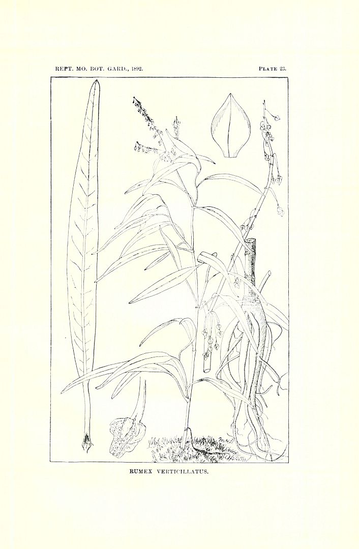 no HD illustration available (3)