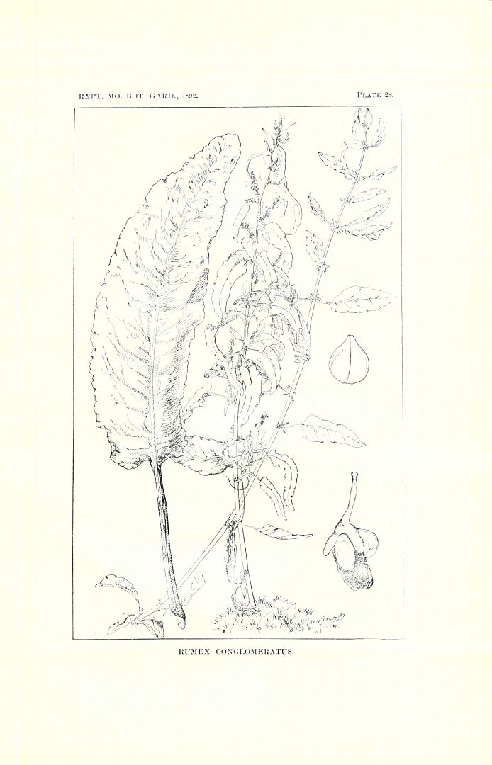 no HD illustration available (3)