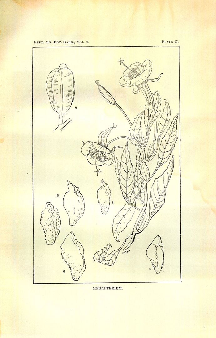 no HD illustration available (3)