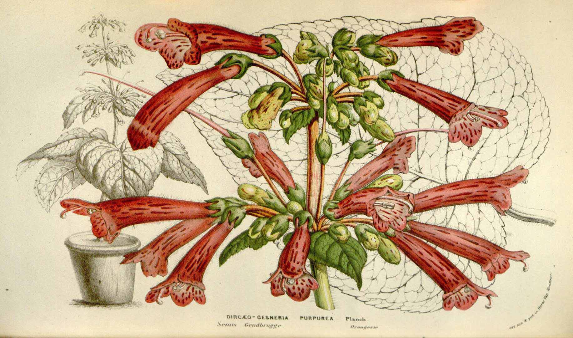 no HD illustration available (3)