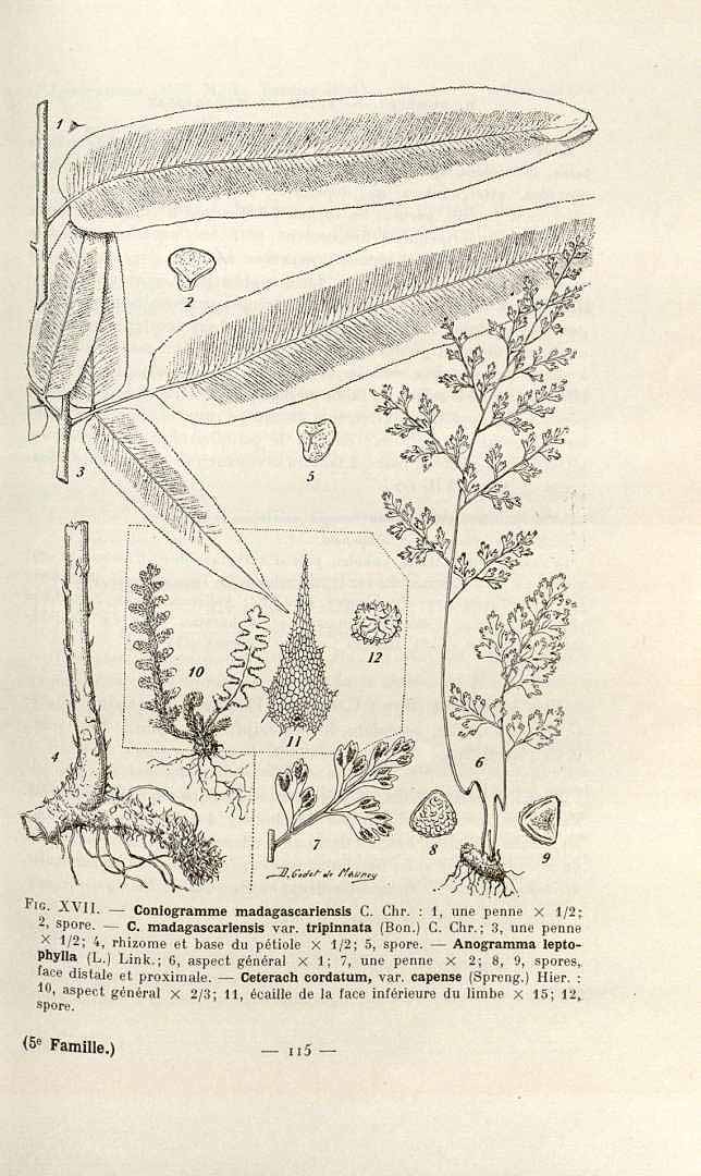 no HD illustration available (3)