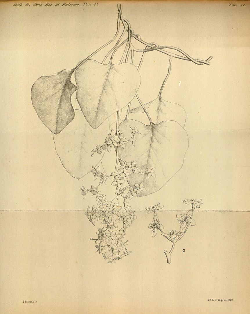 no HD illustration available (3)