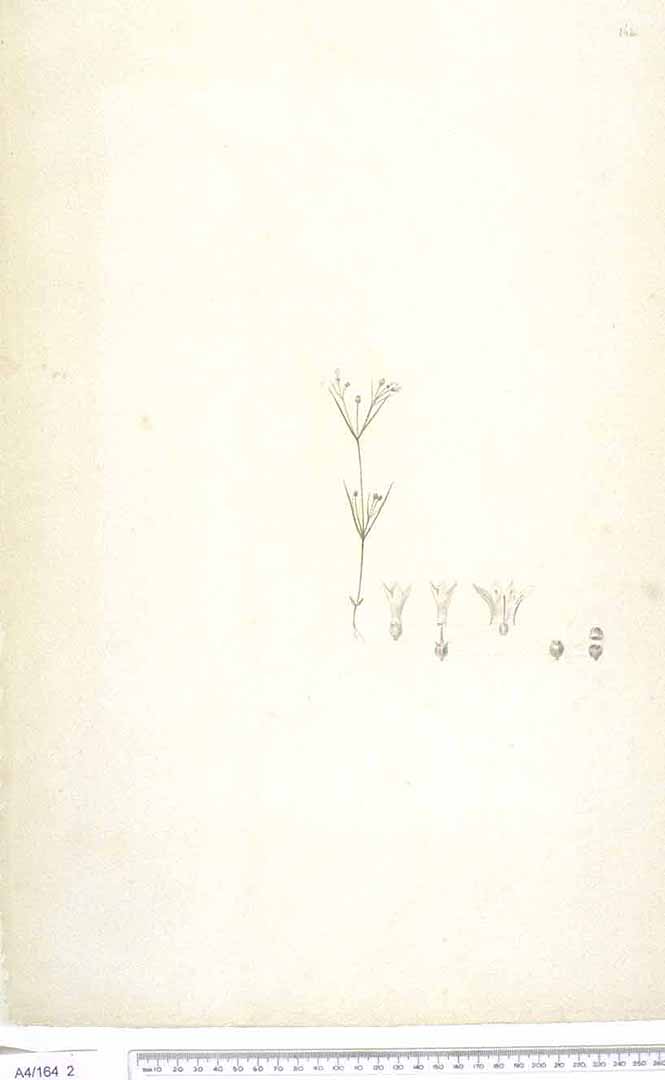 no HD illustration available (3)