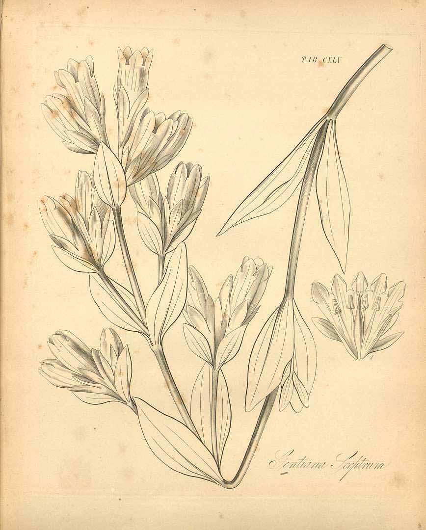 no HD illustration available (3)
