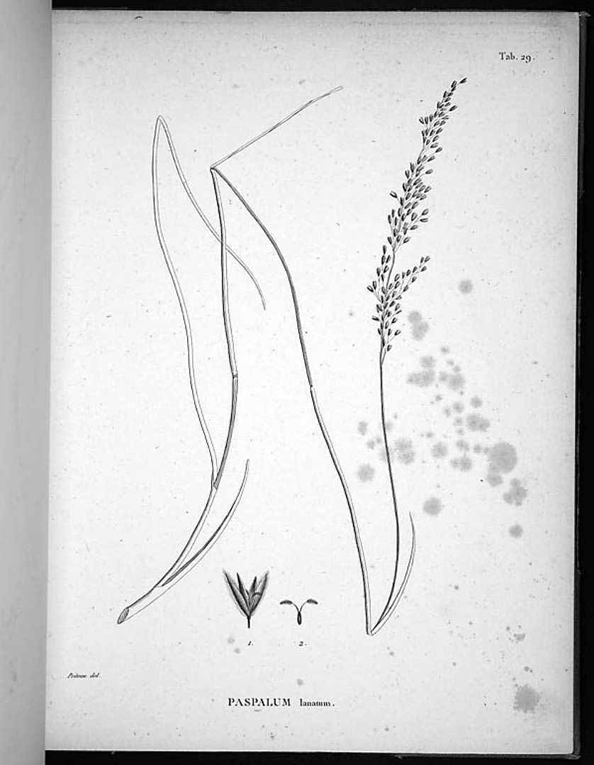 no HD illustration available (m1)