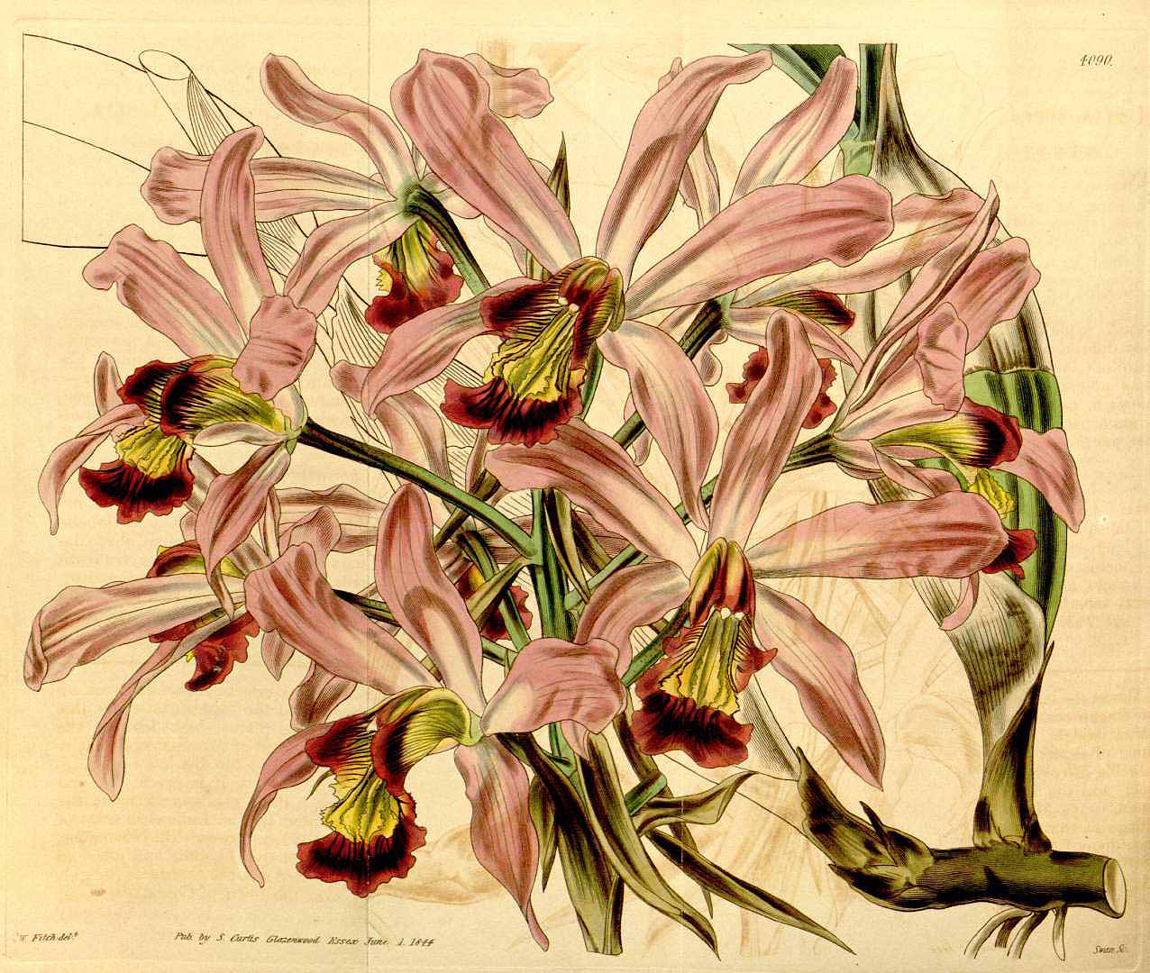 no HD illustration available (3)