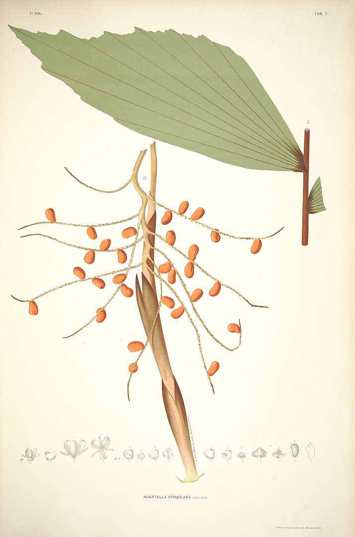 no HD illustration available (3)