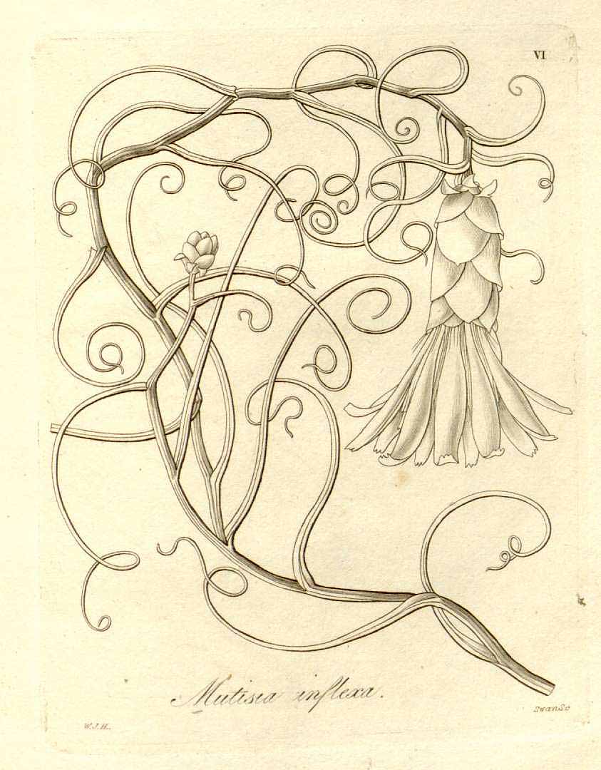 no HD illustration available (3)