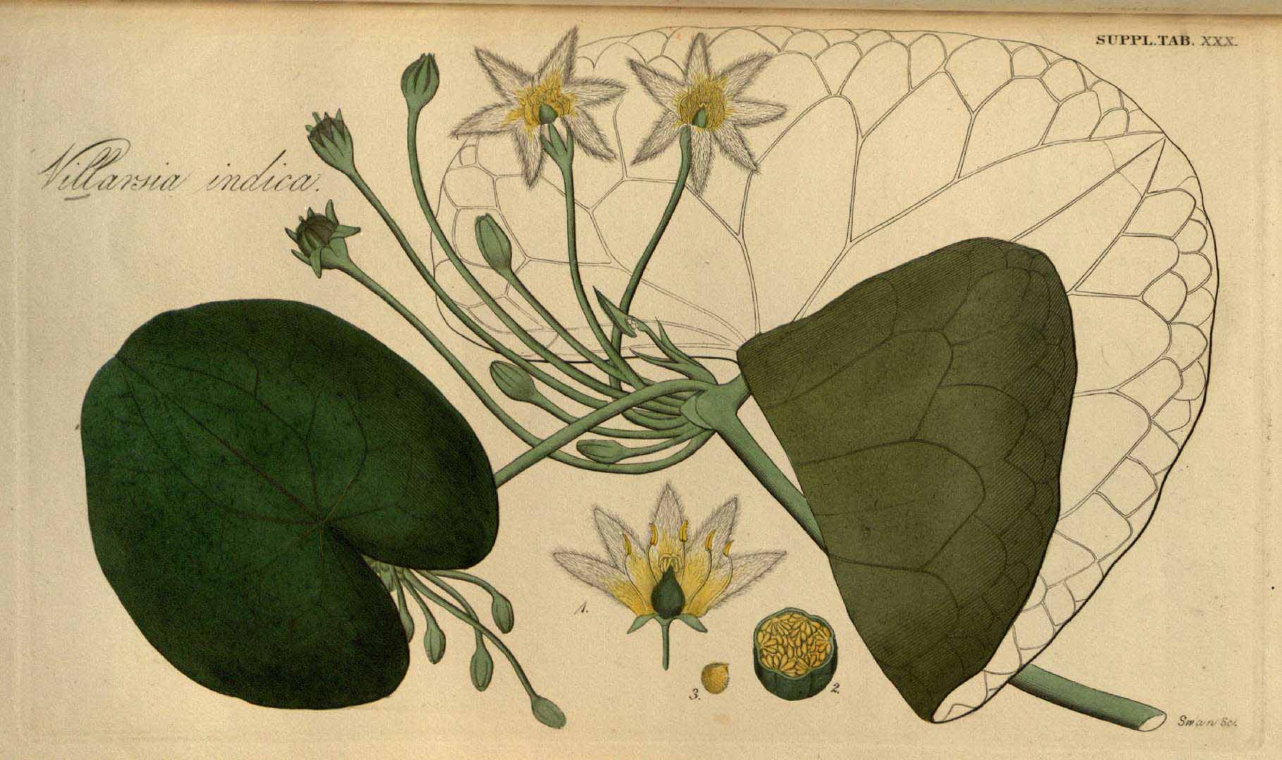 no HD illustration available (3)