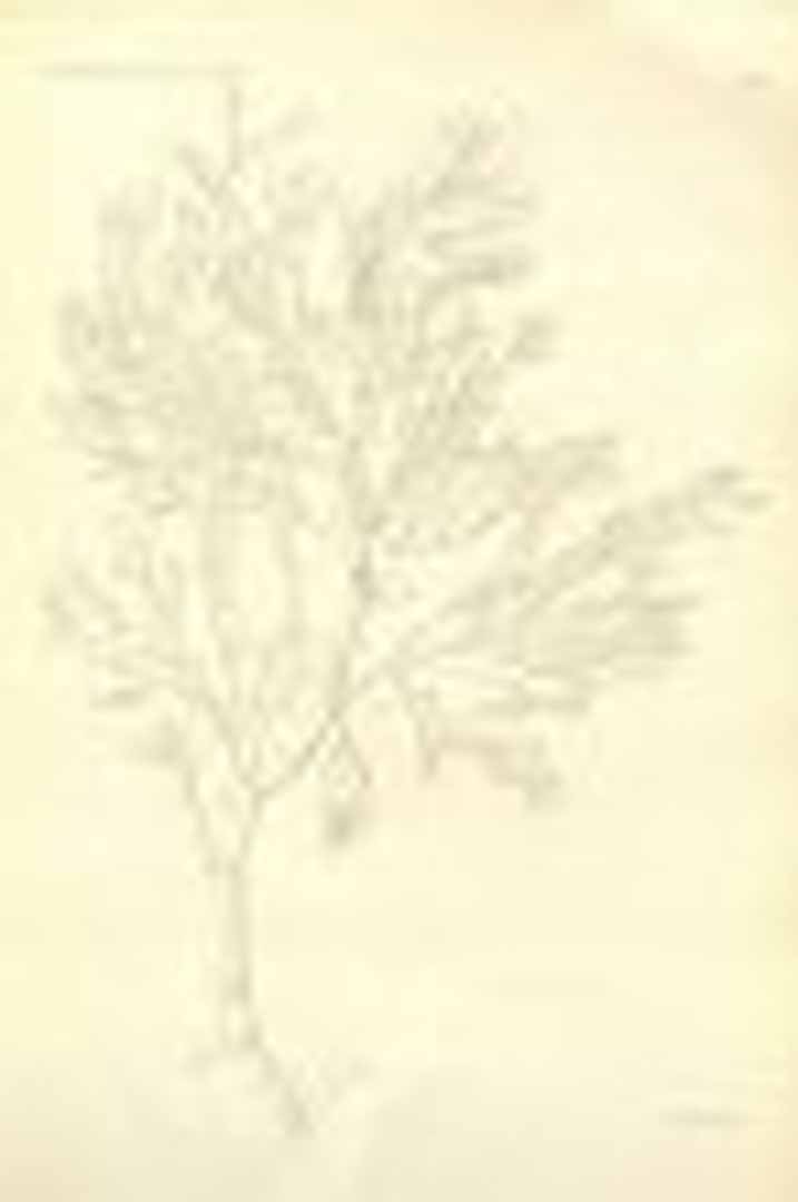 no HD illustration available (3)