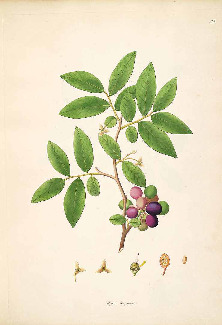 no HD illustration available (3)