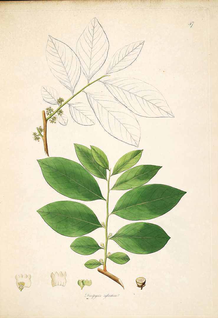 no HD illustration available (3)