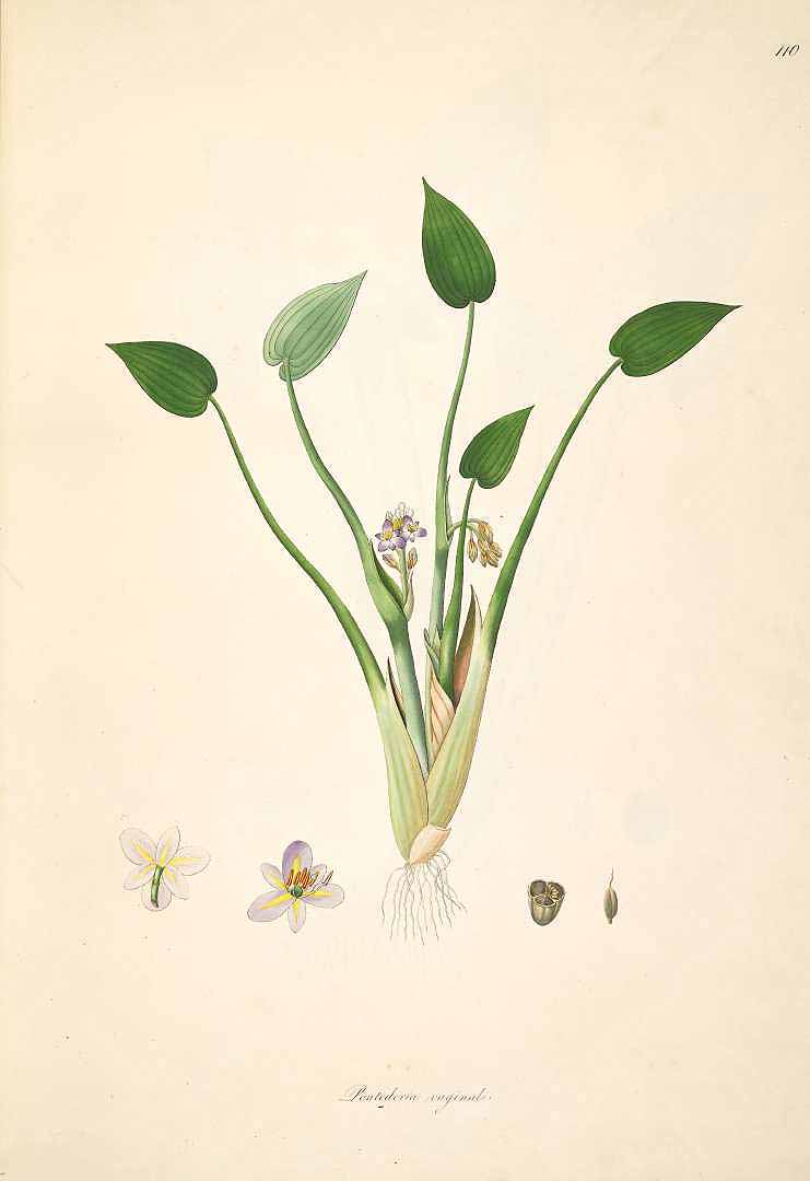 no HD illustration available (3)