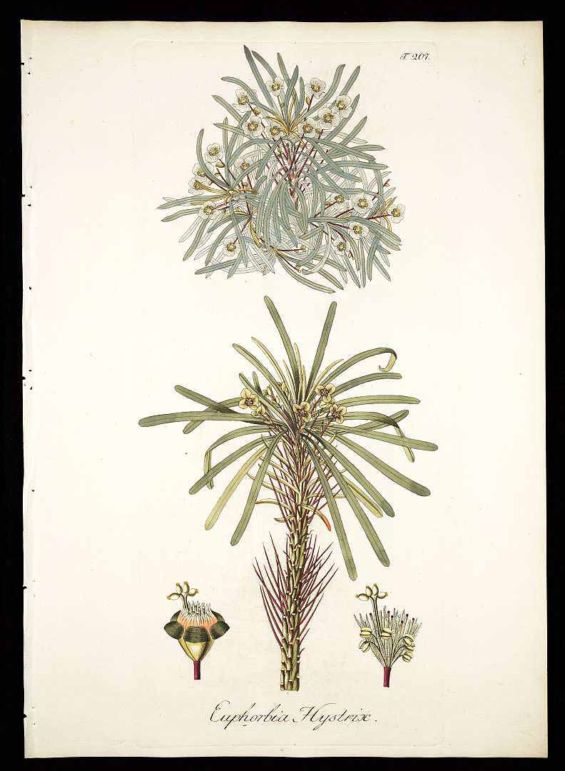 no HD illustration available (m1)