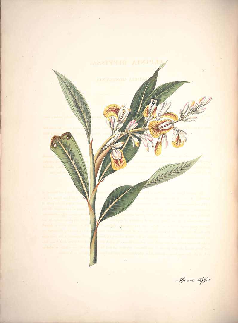 no HD illustration available (3)