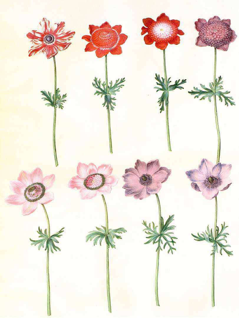 no HD illustration available (3)