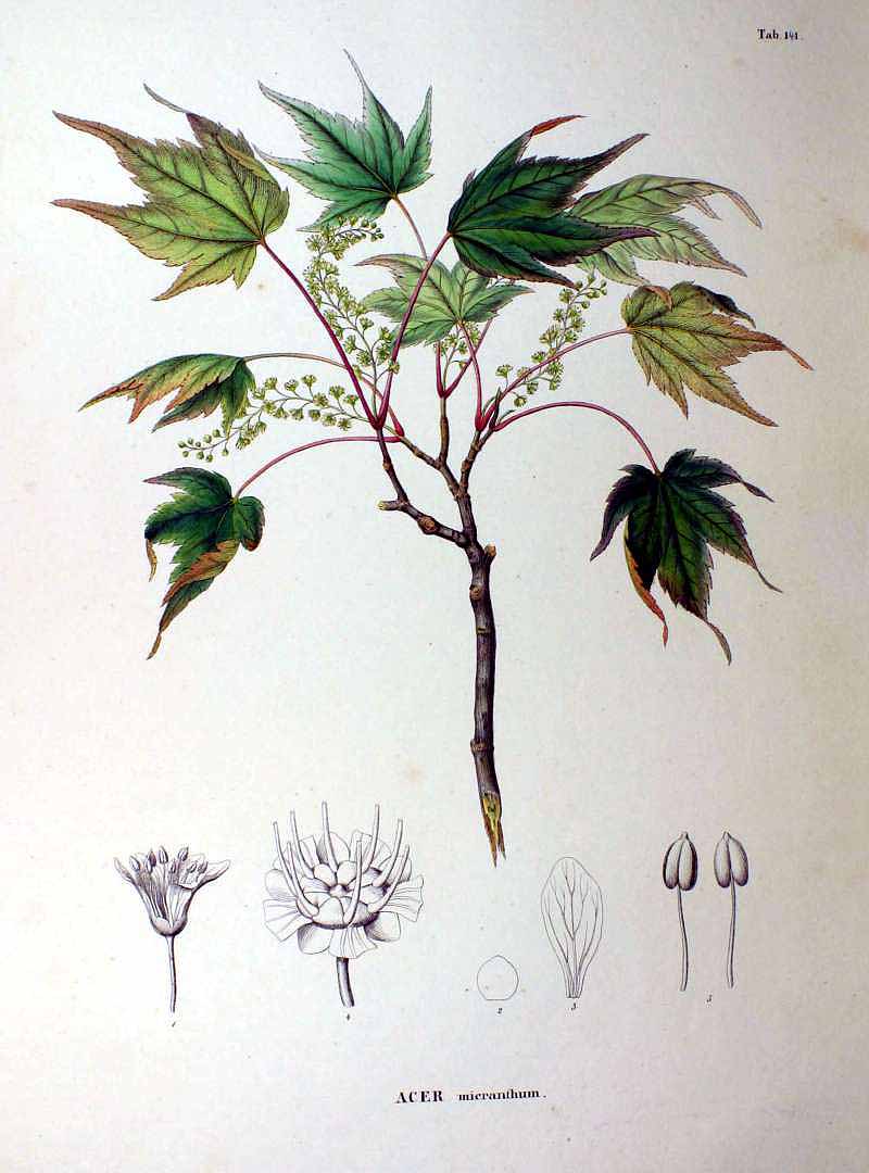 no HD illustration available (3)