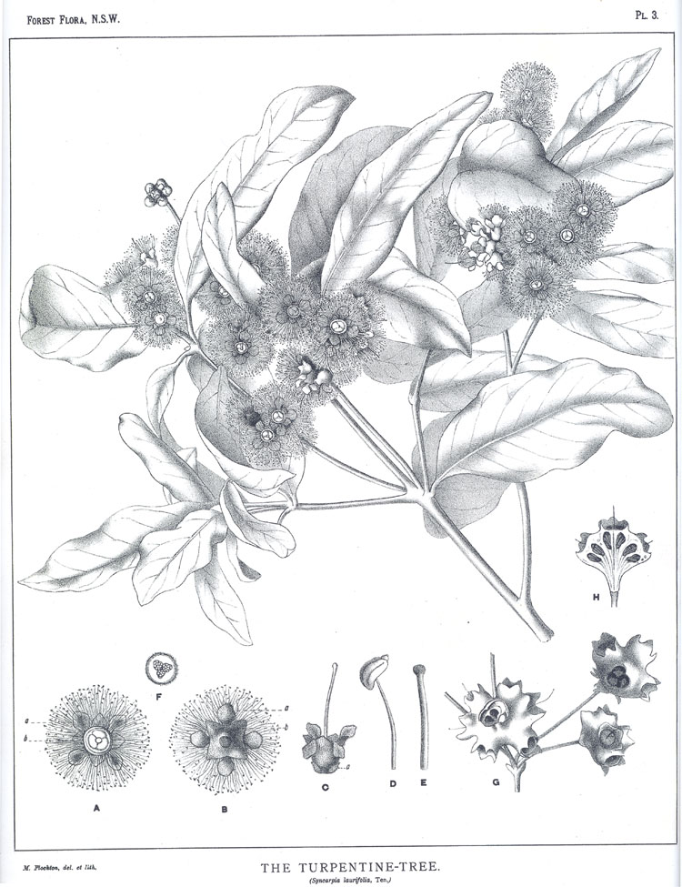 no HD illustration available (3)