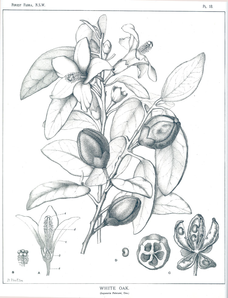 no HD illustration available (3)