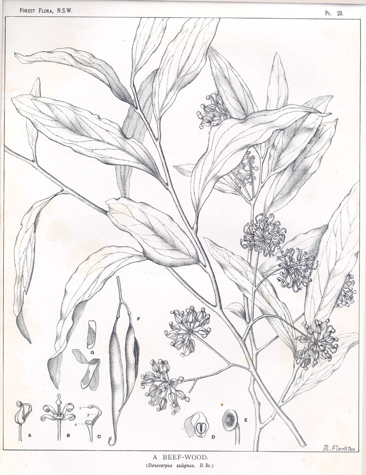 no HD illustration available (3)