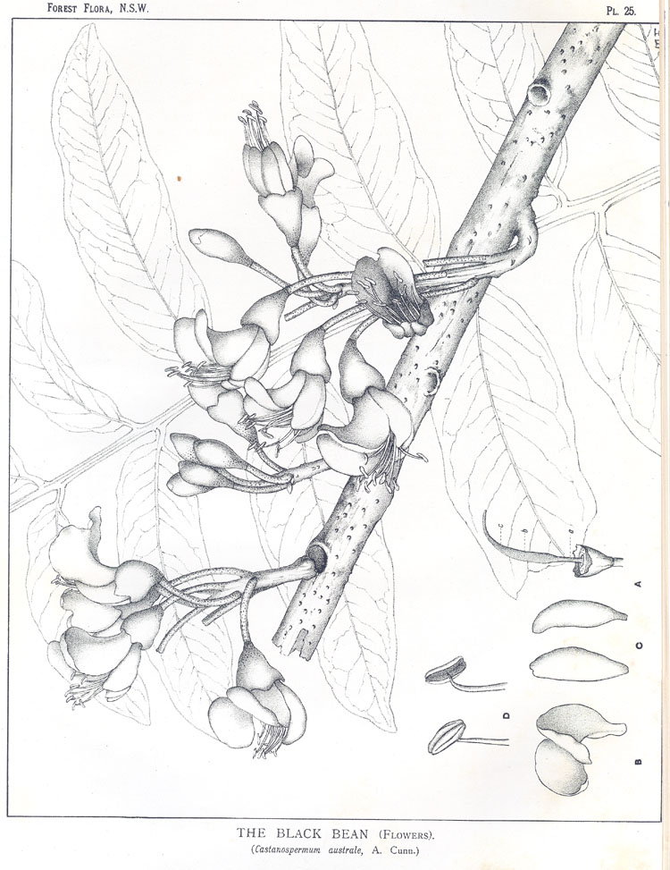 no HD illustration available (3)
